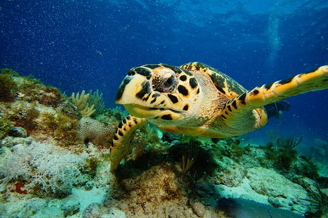 Two Reefs For Certified Divers in Cancun - Grampin, The Tunnel, or another reef