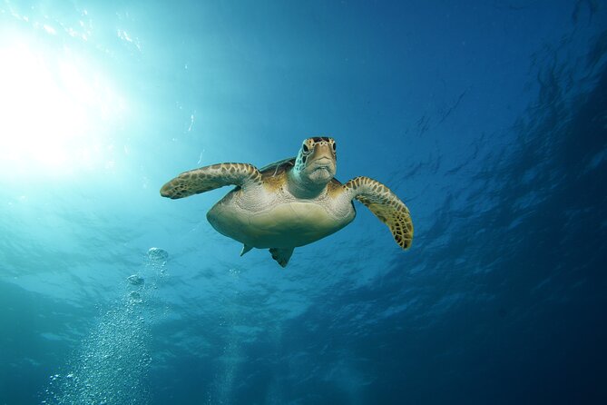 Two Reefs For Certified Divers in Cancun - Weather, timing, and practical limits