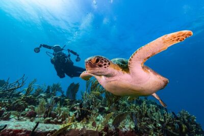 A green turtle swimming over coral