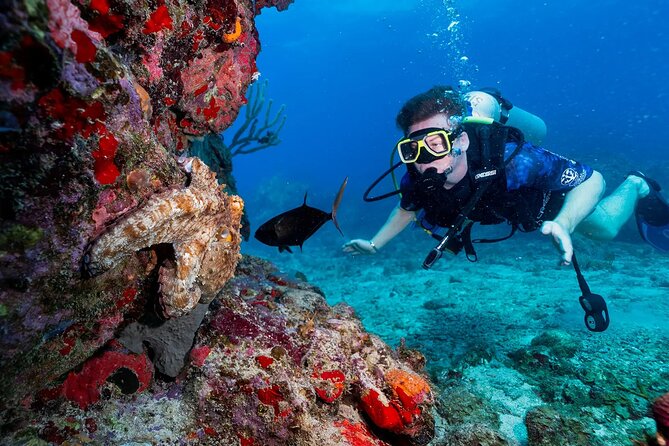 Two-Tank Morning Dive Trip for Certified Divers - Marine life, coral, and realistic expectations