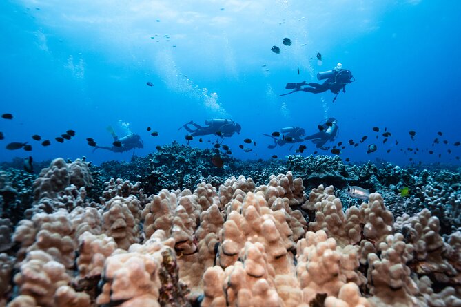 Two Tank Morning Reef Dive and Snorkel - A good choice for mixed scuba and snorkeling groups