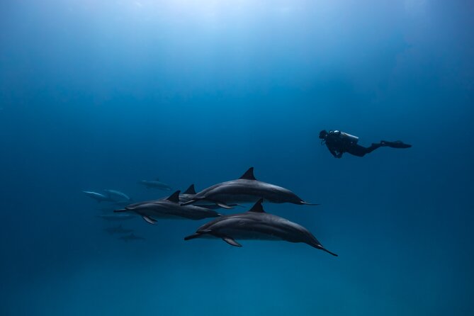 Two Tank Morning Reef Dive and Snorkel - Guide style can shape the whole day