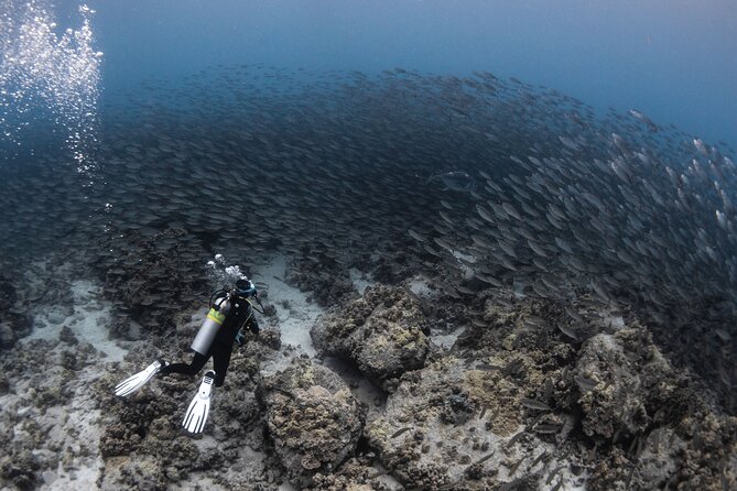 Two Tank Morning Reef Dive and Snorkel - What the $195 price really covers