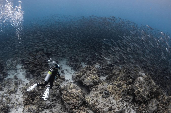 Two Tank Morning Reef Dive and Snorkel - Booking details, timing, and weather