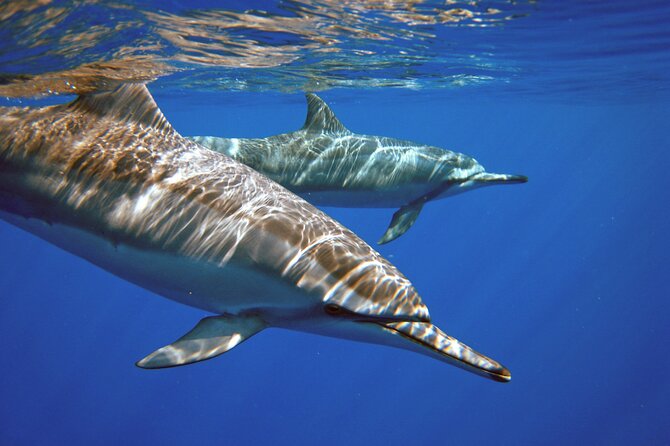 Two Tank Morning Scuba Dive - Key points to know before booking