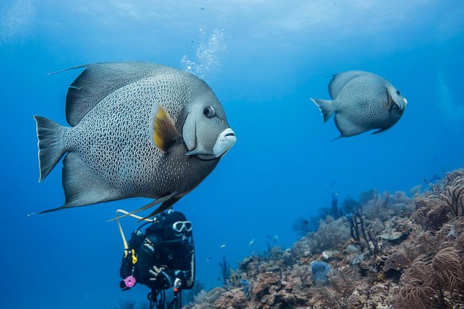 Two tanks local diving for certified divers, SCUBA gear included - Guides who make a difference underwater