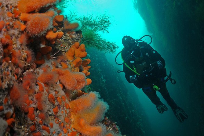 Unique Scuba Diving Experience - Key points to know before you book