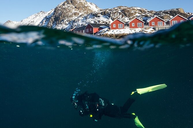 Unique Scuba Diving Experience - What makes Arctic waters around Lofoten special