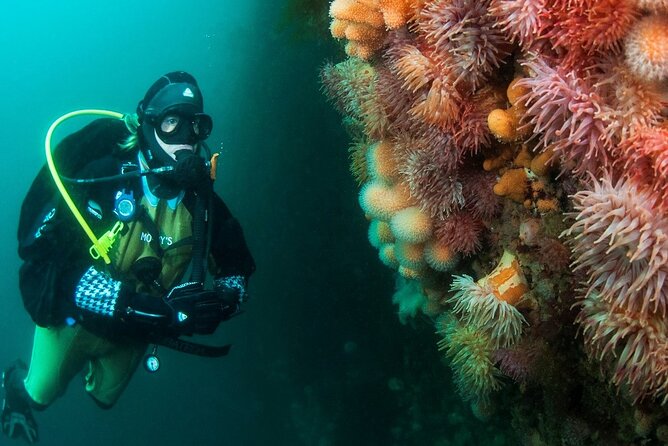Unique Scuba Diving Experience - Equipment, suits, and preparation