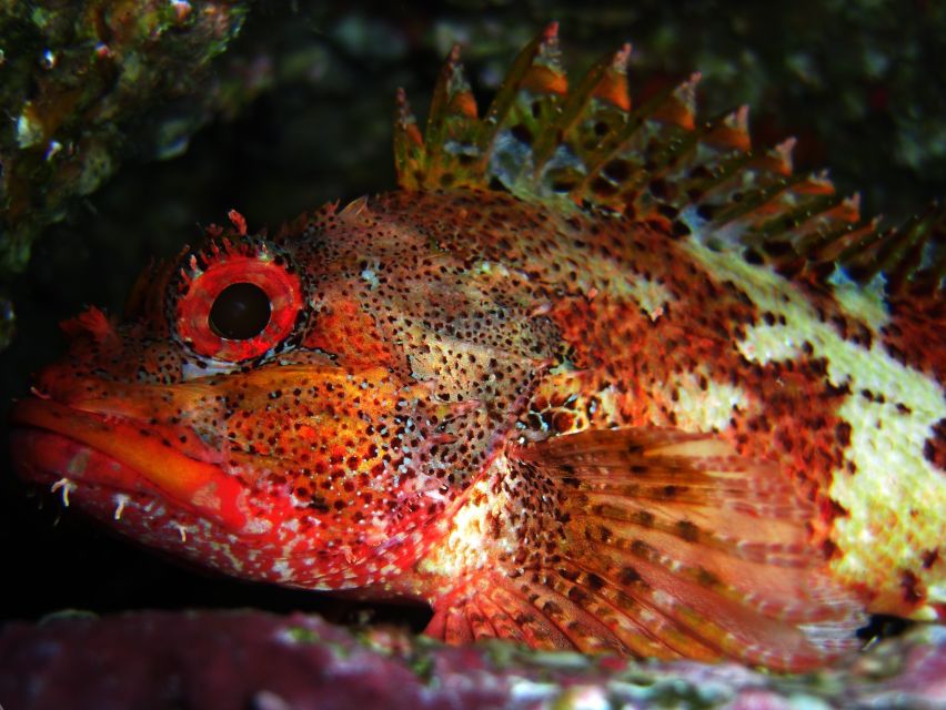 Vila Franca Do Campo: Introduction to Scuba Diving Tour - What happens at the marina before you leave