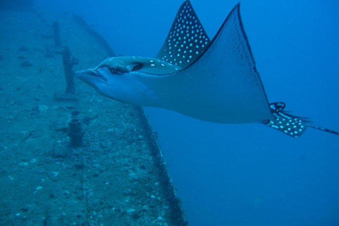 Waikiki 2 Tank World Class Wreck SCUBA Diving - Certified Only - Guides and safety shape the morning