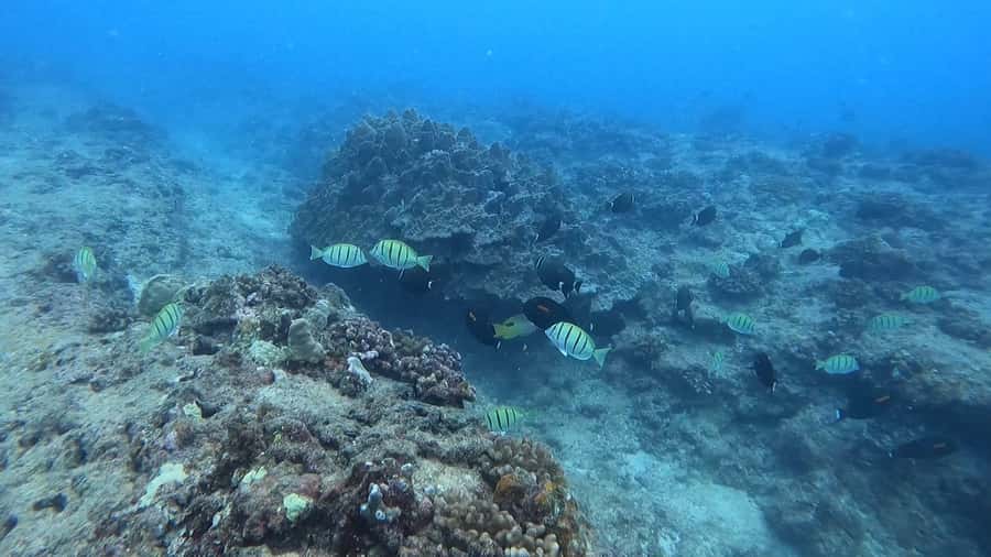 Waikiki: Honolulu Beginner Scuba Diving with Videos - What This Waikiki Scuba Session Is Really Like