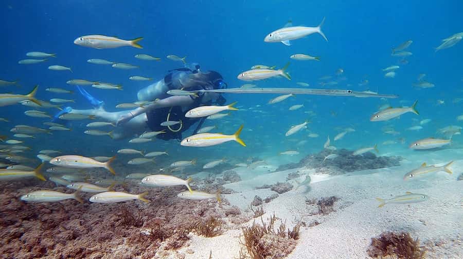 Waikiki: Honolulu Beginner Scuba Diving with Videos - Getting Comfortable in Three Feet of Water