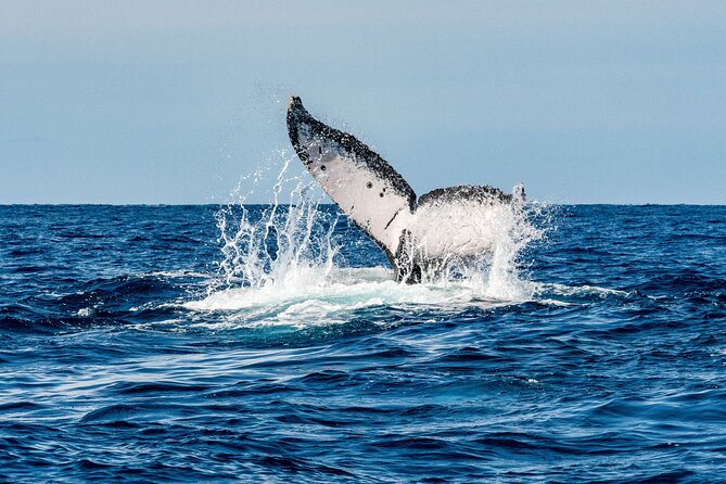 Whale and Dive Combo Tour in Los Cabos - Why this Cabo morning is more than a whale cruise