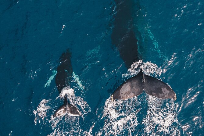 Whale and Dive Combo Tour in Los Cabos - Watching humpbacks near El Arco