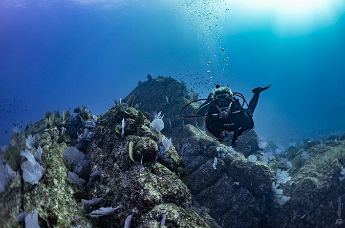 Whale and Dive Combo Tour in Los Cabos - A second location for a wider look at Cabo