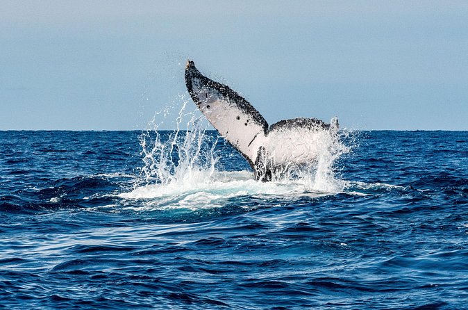 Whale and Dive Combo Tour in Los Cabos - What the $260 price means