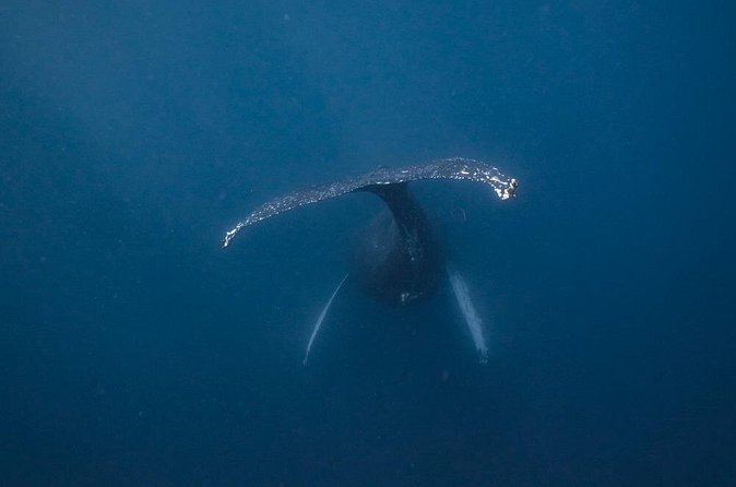 Whale and Dive Combo Tour in Los Cabos - Who will enjoy this most